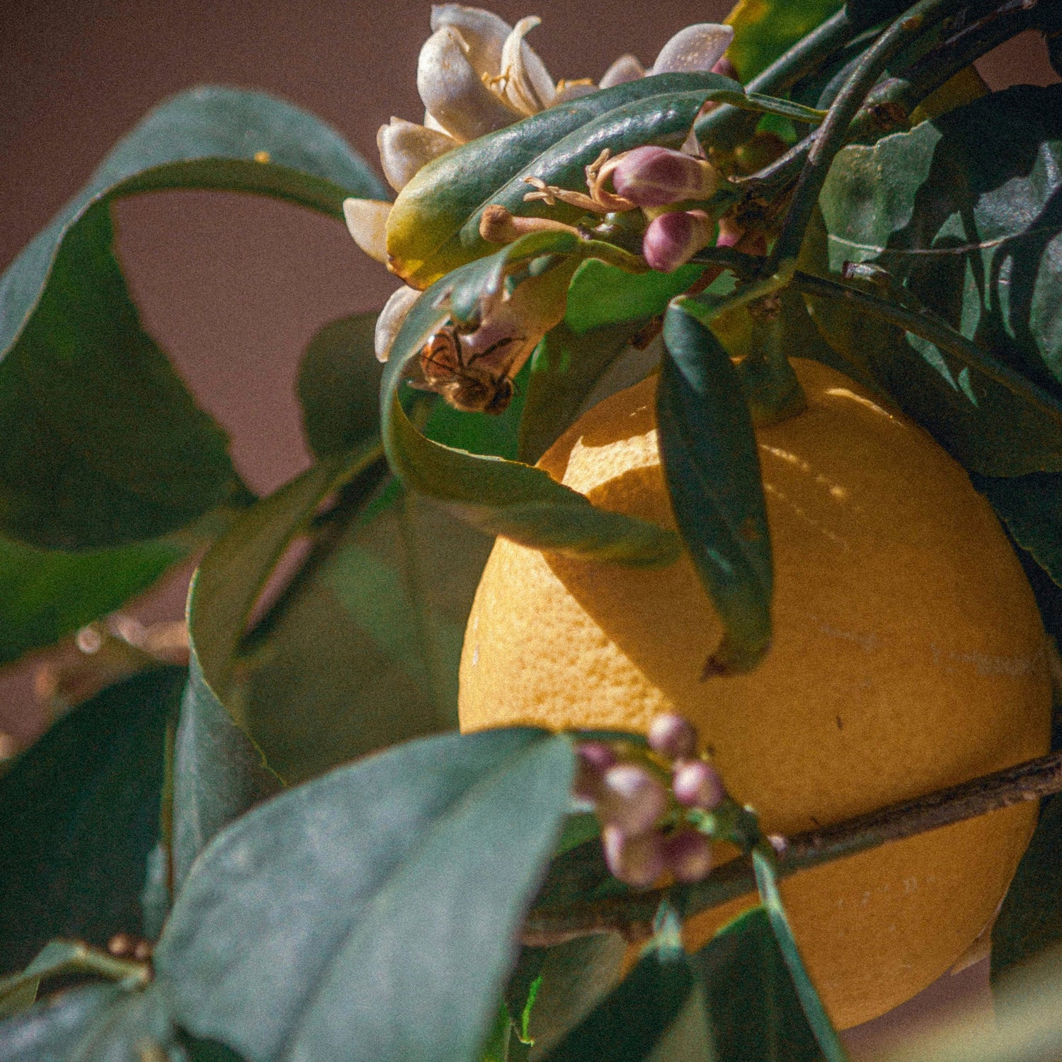 Citrus Floral