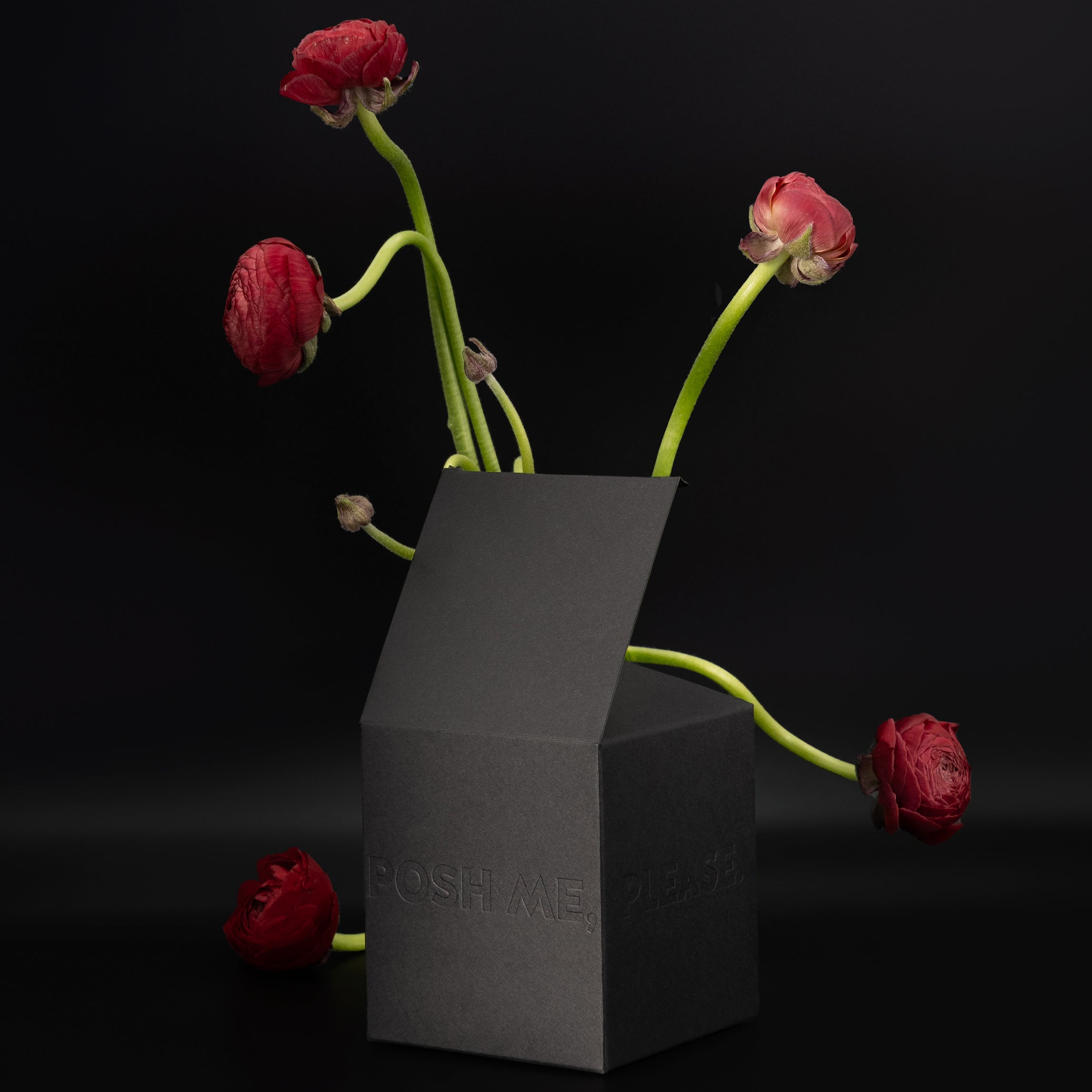 Black POSH ME, PLEASE. embossed gift box with dried red ranunculus flowers, dark background